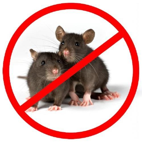 وسائل مكافحة الفئران